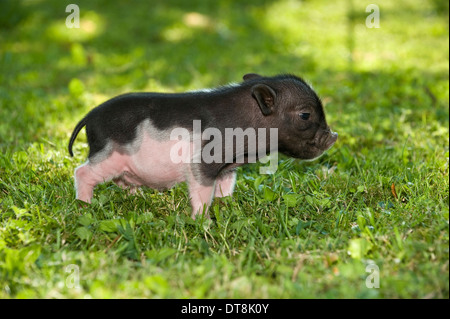 Cochon miniature (Sus scrofa domesticus) Porcelet Noir et blanc (3 jours) sur l'herbe Banque D'Images