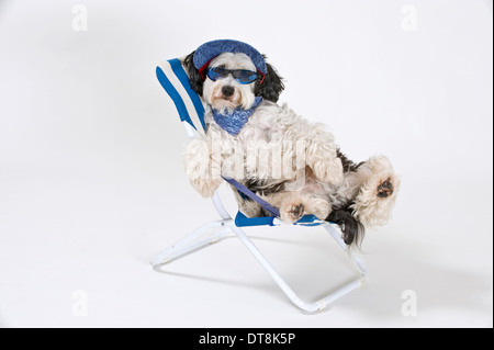 Chien de race mixte des profils portant une casquette et des lunettes de soleil assis dans une chaise de camping studio photo sur un fond blanc. Banque D'Images