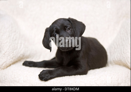 Labrador Retriever chiot noir (9 semaines) étendu sur une couverture blanche Banque D'Images