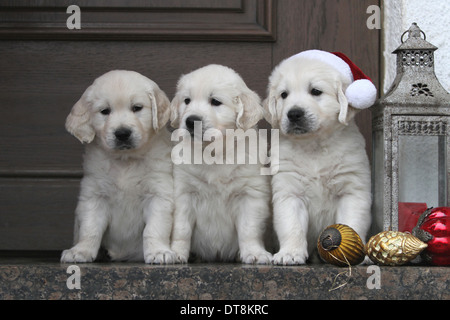 Trois chiots Golden Retriever (6 semaines) assis parmi décoration de Noël Banque D'Images