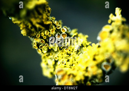 Close up de lichen sur une branche d'arbre. Banque D'Images