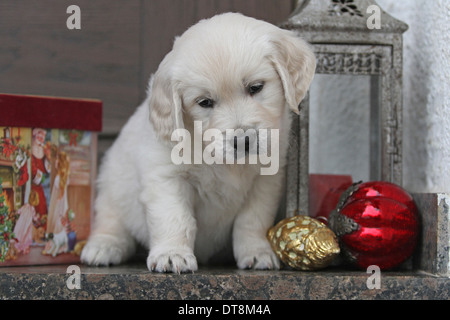 Chiot Golden Retriever (6 semaines) assis parmi décoration de Noël Banque D'Images