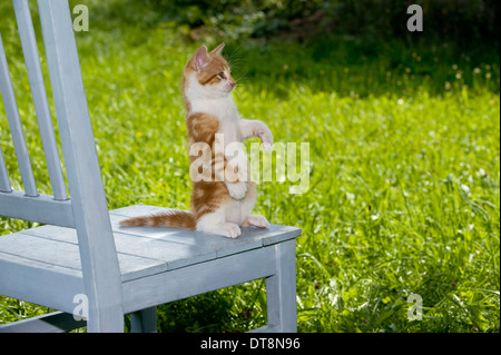 European Shorthair chat chaton (9 semaines) assis sur son arrière-train sur une chaise de jardin Banque D'Images