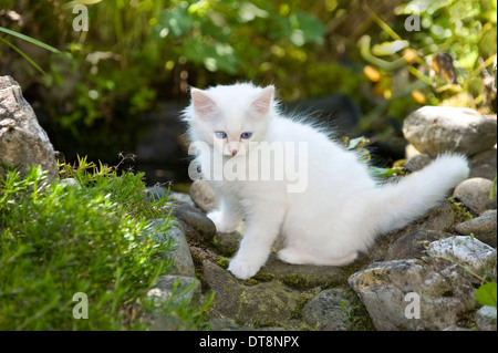 Chaton Sacré de Birmanie crème point, (9 semaines) assis sur des pierres dans un jardin Banque D'Images