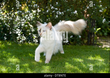 Quuen Sacré de Birmanie (Seal-tortie-point) marcher sur une pelouse Banque D'Images