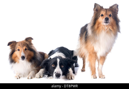 Portrait de border collie pure race Shetland Sheepdogs et in front of white background Banque D'Images