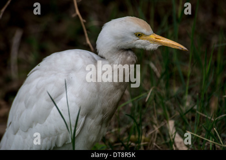 L'Aigrette garzette Egretta garzetta , Banque D'Images