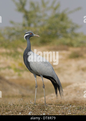 Grue demoiselle (Anthropoides virgo) près de Taal Chhapar Wildlife Sanctuary, Rajasthan, Inde Banque D'Images