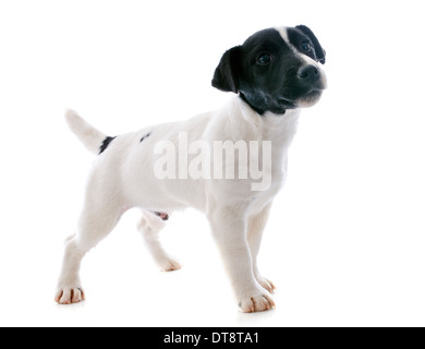 Portrait d'un chiot de race Jack Russel terrier en studio Banque D'Images