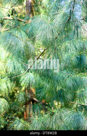 Pinus wallichiania une superbe teinte bleu arbre pin Jane Ann Butler Photography JABP1145 Banque D'Images