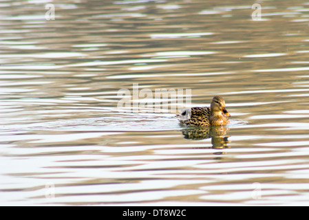 Canard colvert Banque D'Images