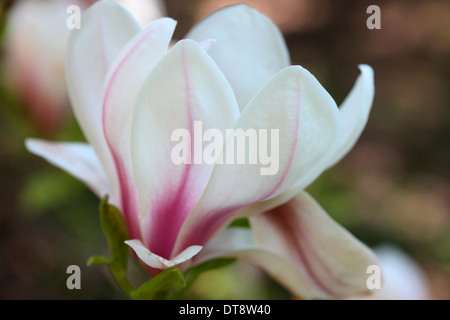 Belle fleur de magnolia Jane Ann Butler Photography JABP1147 Banque D'Images