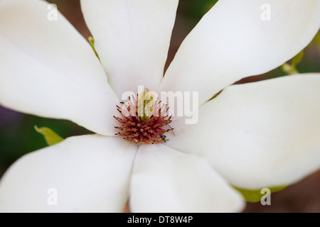 Belle fleur de magnolia ouvert blanc avec du pollen Jane Ann Butler Photography JABP1146 Banque D'Images