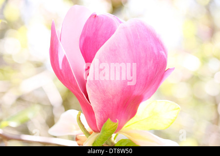 Merveilleux magnolia rose bloom, un ressort favorite - beauté dans la nature Photographie Jane Ann Butler JABP1139 Banque D'Images