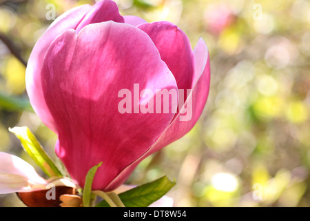 Merveilleux magnolia rose bloom, un ressort favorite - beauté dans la nature Photographie Jane Ann Butler JABP1140 Banque D'Images