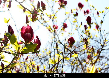 Fleurs rose foncé magnifique magnolia Lennei Lysimachia clethroides Duby Lysimachia fortunei Maxim tree Jane Ann Butler Photography JABP1141 Banque D'Images