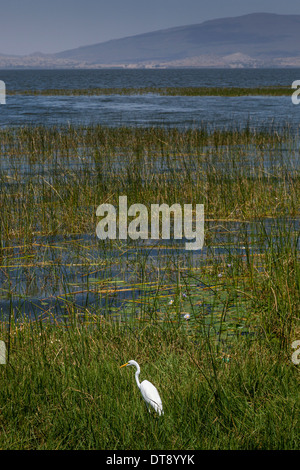 Egret, Lake, l'Éthiopie, Hawassa Hawassa Banque D'Images