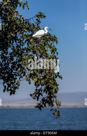 Egret, Lake, l'Éthiopie, Hawassa Hawassa Banque D'Images