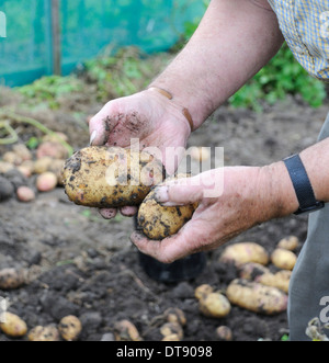 Homme âgé holding freshly dug Pommes de son attribution Banque D'Images