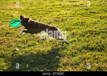 Race croisée Border Collie en dehors attraper disque volant, USA Banque D'Images