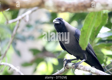 Maison Crow Banque D'Images