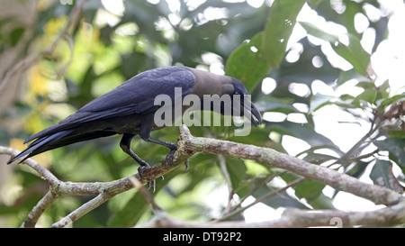 Maison Crow Banque D'Images