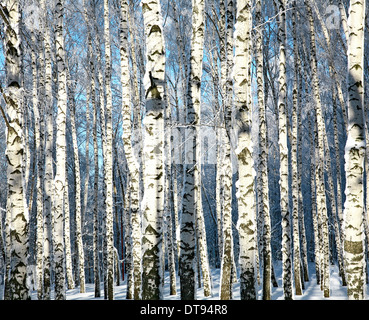 L'hiver les troncs de bouleaux dans la lumière du soleil Banque D'Images