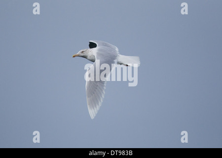 Des profils Goéland bourgmestre (Larus hyperboreus), Shetland, Scotland, UK Banque D'Images