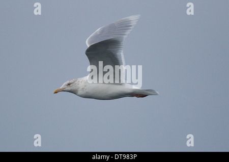 Des profils Goéland bourgmestre (Larus hyperboreus), Shetland, Scotland, UK Banque D'Images