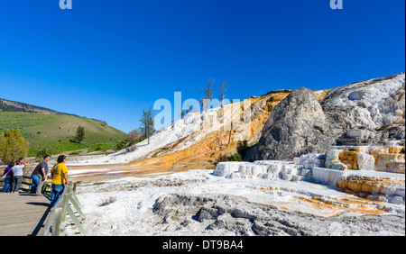 Les touristes l'affichage des terrasses en travertin au printemps la palette, Mammoth Hot Springs, Parc National de Yellowstone, Wyoming, USA Banque D'Images