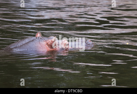 Hippo, River Horse ou Hippopotamus amphibius se détendant dans l'eau. L'hippopotame est un animal très dangereux Banque D'Images