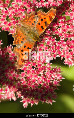 Comma butterfly ou Polygonia c-album se nourrissant de fleurs de Sedum summersun Banque D'Images
