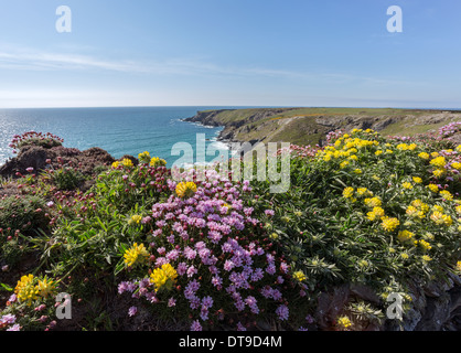 Pink sea thrift et la vesce jaune sur le south west coast path près de Bedruthan Steps Cornwall Uk Banque D'Images