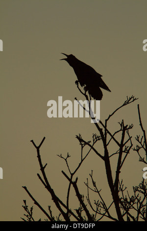 Corbeau freux (corvus frugilegus), adulte, tout en appelant à l'aube de l'arbre perché dans, Slimbridge, Gloucestershire, Angleterre, Décembre Banque D'Images