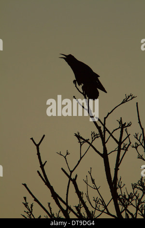 Corbeau freux (corvus frugilegus), adulte, tout en appelant à l'aube de l'arbre perché dans, Slimbridge, Gloucestershire, Angleterre, Décembre Banque D'Images