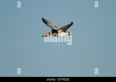 Common Pochard (Aythya ferina), homme adulte en vol, Slimbridge, Gloucestershire, Angleterre, décembre Banque D'Images