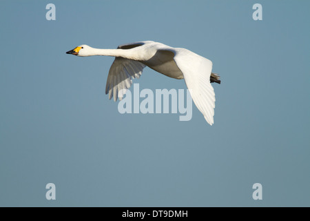 Le cygne de Bewick (Cygnus columbianus bewickii), adulte, en vol, Slimbridge, Gloucestershire, Angleterre, Décembre Banque D'Images