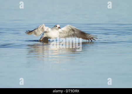 Mouette, (Chroicocephalus ridibundus), juvénile, en plumage d'hiver, au décollage sur l'eau, Slimbridge, Glous, Janvier Banque D'Images