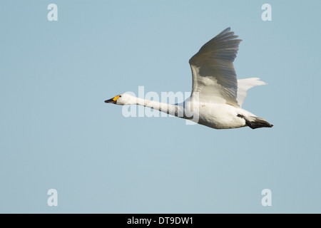 Le cygne de Bewick (Cygnus columbianus bewickii), adulte, en vol, Slimbridge, Gloucestershire, Angleterre, Janvier Banque D'Images