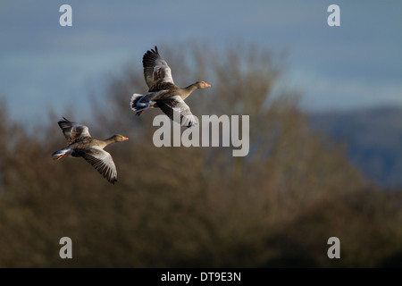 Oie cendrée (Anser anser, génie), adultes, en vol, Slimbridge, Gloucestershire, Angleterre, Janvier Banque D'Images