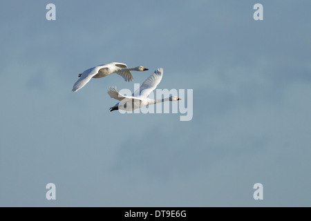 Les cygnes de Bewick (Cygnus columbianus bewickii), paire adultes en vol, Slimbridge, Gloucestershire, Angleterre, Janvier Banque D'Images