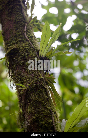 Le bromélia. Les épiphytes. Et de plus en plus appuyée par un arbre hôte. Costa Rica. Banque D'Images