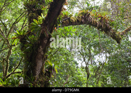 bromeliacees-epiphytes-notamment-poussant-sur-les-branches-et-troncs-d-arbres-en-foret-ombrophile-et-la-foret-de-nuages-savegre-costa-rica-dt9gmk.jpg