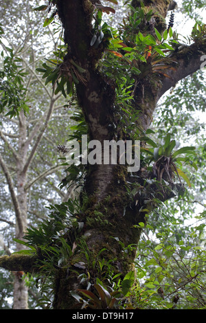 Bromeliads. Les épiphytes. Et de plus en plus appuyée par un arbre hôte. . Savegre Costa Rica. Banque D'Images