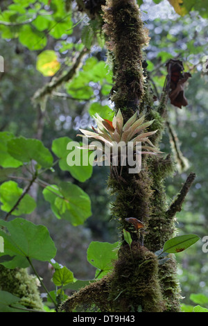 Bromeliads. Les épiphytes. De plus en plus parmi les mousses et soutenu par un arbre hôte. Costa Rica. Banque D'Images