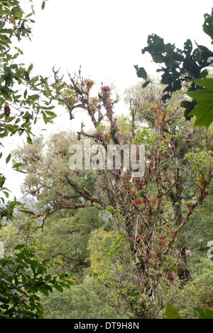 Broméliacées épiphytes, notamment, poussant sur les branches et troncs d'arbres en forêt ombrophile et la forêt de nuages. . Savegre Costa Rica. Banque D'Images