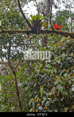 Bromeliads et mousses ; une communauté végétale. Les épiphytes. Et de plus en plus appuyé par une branche d'arbre hôte. . Savegre Costa Rica. Banque D'Images