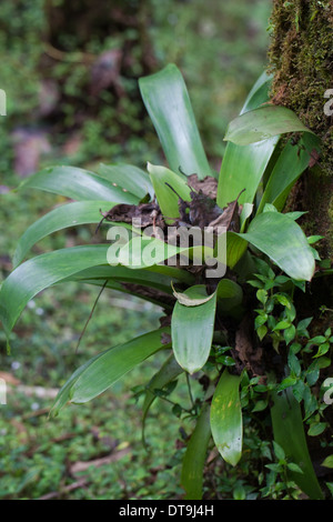 Le bromélia. Les épiphytes. Et de plus en plus appuyée par un arbre hôte. . Savegre San Gerardo de doto. Costa Rica. Banque D'Images