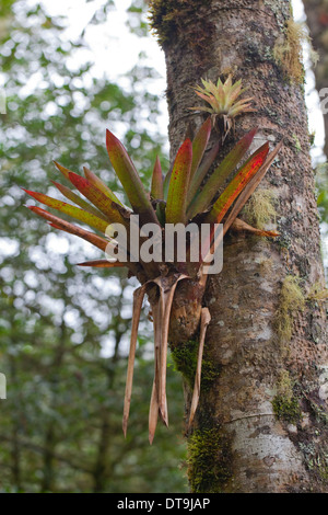 Bromeliads passant un tronc d'arbre. La forêt de nuages tropicaux. Costa Rica. Banque D'Images