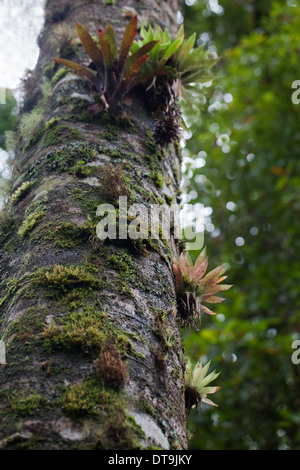 Bromeliads. Les épiphytes. De plus en plus parmi les mousses et soutenu par un arbre hôte. Costa Rica. Banque D'Images